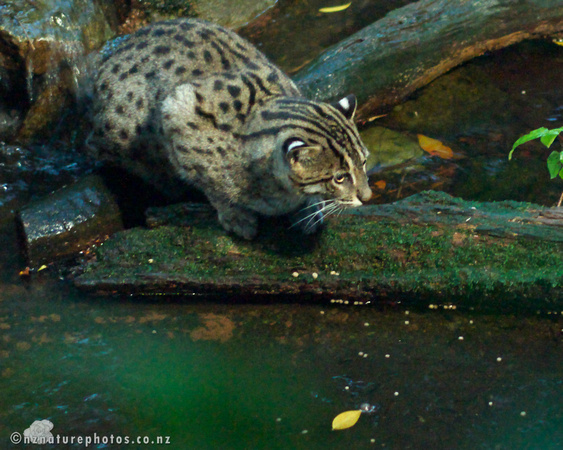 Asian Fishing Cat- Nocturnal Photo