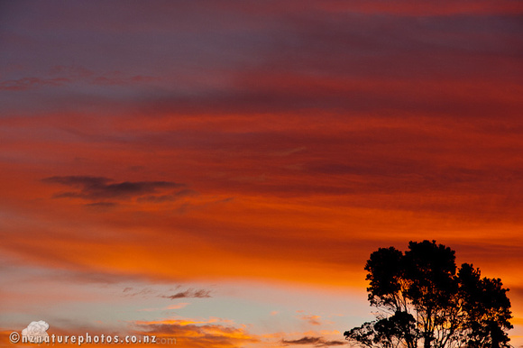 NZ Nature Photos: Blog